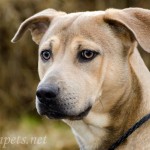Adoptable (Official) Georgia Dogs for January 4, 2017