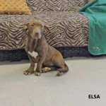 Adoptable (Official) Georgia Dogs for January 17, 2017