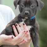 Adoptable (Official) Dogs for January 10, 2017