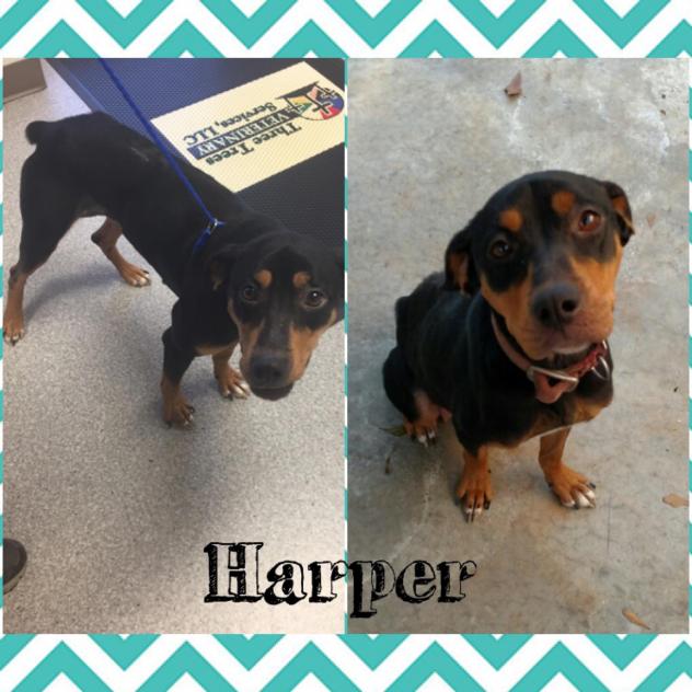 Harper