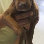 Adoptable (Official) Georgia Dogs for January 26, 2017