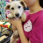 Adoptable (Official) Georgia Dogs for January 12, 2017