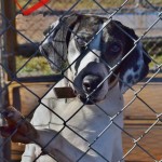 Adoptable (Official) Georgia Dogs for January 3, 2016