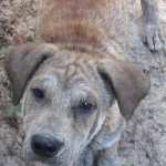 Adoptable (Official) Georgia Dogs for January 27, 2017