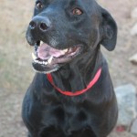 Adoptable (Official) Georgia Dogs for January 17, 2017