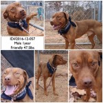 Adoptable (Official) Georgia Dogs for January 6, 2017