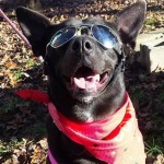 Adoptable (Official) Georgia Dogs for January 30, 2017