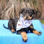 Adoptable (Official) Georgia Dogs for January 18, 2017