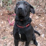 Adoptable (Official) Georgia Dogs for February 22, 2017