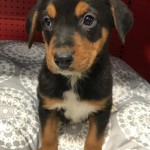 Adoptable “Official” Georgia Dogs for February 7, 2017