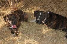 Bear and Teddy
