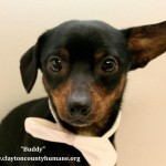 Adoptable (Official) Georgia Dogs for February 9, 2017