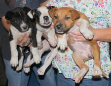 C pups