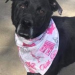 Adoptable (Official) Georgia Dogs for February 17, 2017