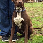 Adoptable (Official) Georgia Dogs for February 13, 2017