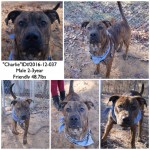 Adoptable (Official) Georgia Dogs for February 8, 2017