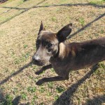 Adoptable (Official) Georgia Dogs for February 1, 2017