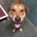 Adoptable (Official) Georgia Dogs for February 2, 2017