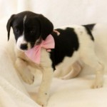 Adoptable (Official) Georgia Dogs for February 24, 2017