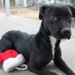 Official (Adoptable) Georgia Dogs for February 28, 2017
