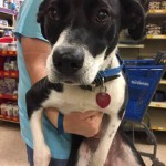 Adoptable (Official) Georgia Dogs for February 23, 2017