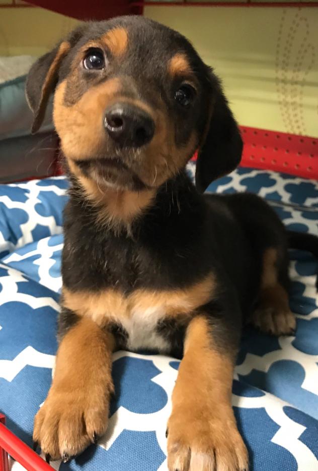 Moose