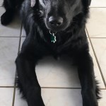 Adoptable (Official) Georgia Dogs for February 14, 2017