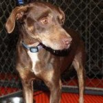 Adoptable (Official) Georgia Dogs for February 6, 2017