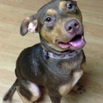 Adoptable (Official) Georgia Dogs for February 21, 2017