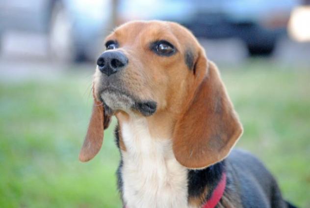 Shiloh