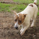 Adoptable (Official) Georgia Dogs for February 27, 2017