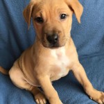 Adoptable (Official) Georgia Dogs for February 10, 2017