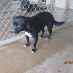 Adoptable (Official) Georgia Dogs for March 30, 2017