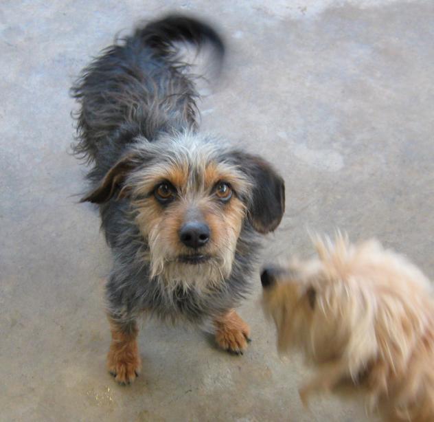 Benji