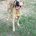 Adoptable (Official) Georgia Dogs for March 29, 2017