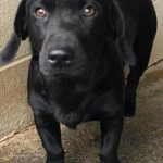 Adoptable (Official) Georgia Dogs for March 27, 2017