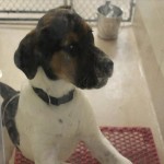 Adoptable (Official) Georgia Dogs for March 24, 2017