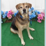 Adoptable (Official) Georgia Dogs for March 15, 2017