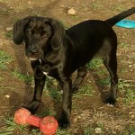 Adoptable (Official) Georgia Dogs for March 14, 2017