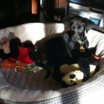 Adoptable (Official) Georgia Dogs for March 10, 2017