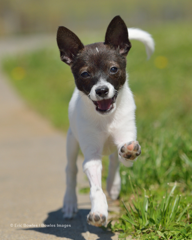 Canine Pet Rescue - Layla