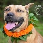 Adoptable (Official) Georgia Dogs for March 9, 2017