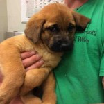 Adoptable (Official) Georgia Dogs for March 7, 2017