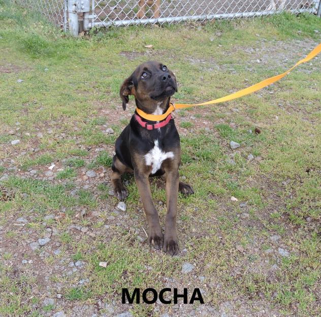 Mocha