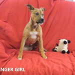 Adoptable (Official) Georgia Dogs for March 20, 2017