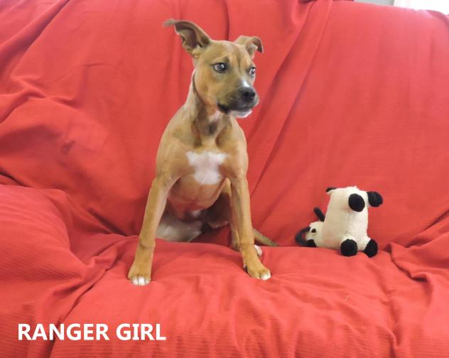 Ranger Girl