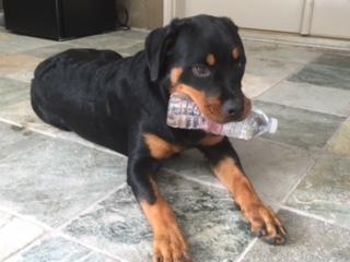 Roxy Rotty