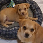 Adoptable (Official) Georgia Dogs for March 23, 2017