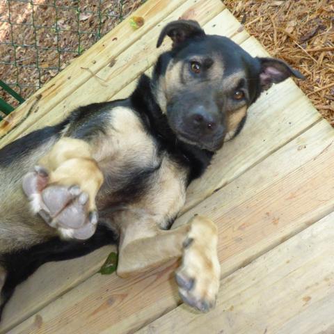 Samson