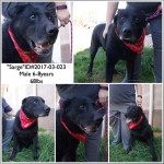 Adoptable (Official) Georgia Dogs for March 6, 2017